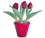 Blossoming Love Tulips